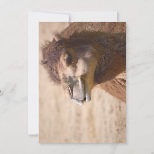 The dromedary camel - Invitation