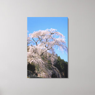 The droop cherry blossom "Matabei Zakura" Canvas Print