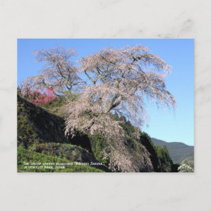 The droop cherry blossom "Matabei Zakura" Postcard