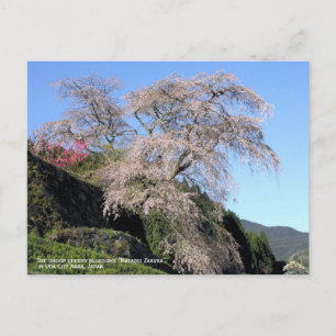 The droop cherry blossom "Matabei Zakura" Postcard