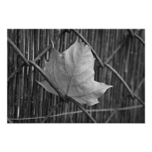 The Dry Maple Leaf - Photo Pront Print