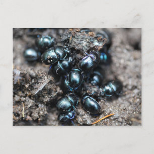 The dung beetles Anoplotrupes stercorosus Postcard