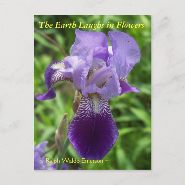 THE EARTH LAUGHS IN FLOWERS - IRIS POSTCARD (Front)