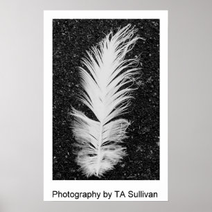 The Egret Feather  by TDGallery Poster