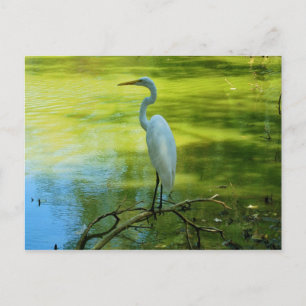 The Egret Postcard