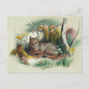 The Egyptian Cat by Joseph Wolf Postcard