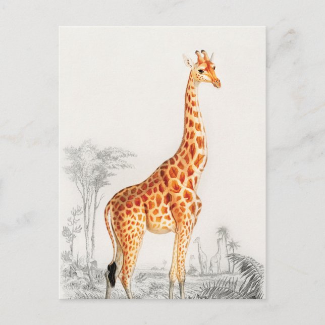 The Elegant Giraffe Postcard (Front)