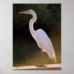 The Elusive White Poster