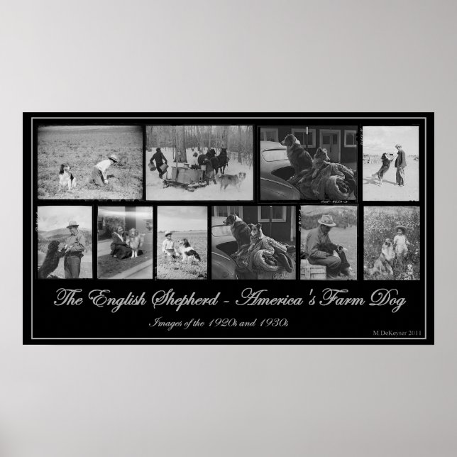 The English Shepherd - America's Farm Dog Poster (Front)