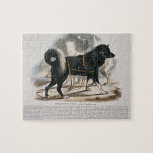 The Esquimaux Dog (Canis familiaris) educational i Jigsaw Puzzle