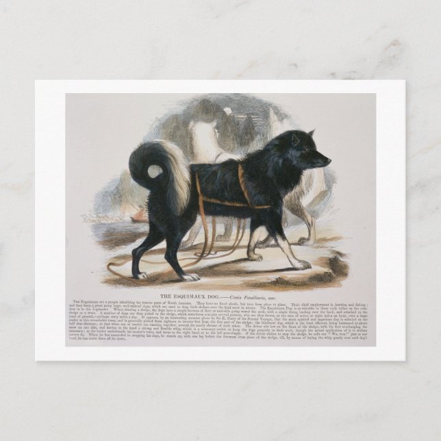 The Esquimaux Dog (Canis familiaris) educational i Postcard (Front)