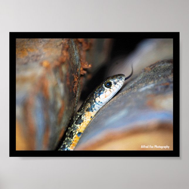 The Evasive Horseshoe Whip Snake Poster (Front)