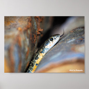 The Evasive Horseshoe Whip Snake Poster