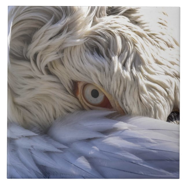 The Eye of a Pelican Tile (Front)