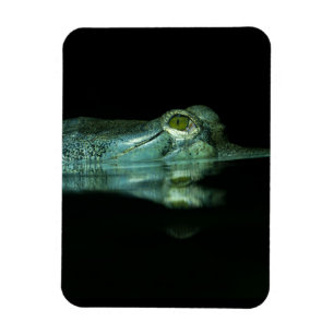 The Eye Of The Gharial Magnet