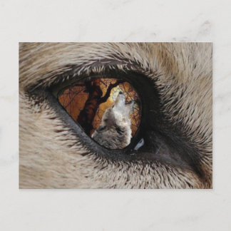 The Eye of the Wolf Postcard