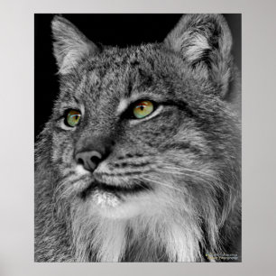 The Eyes of the Wild Lynx Poster
