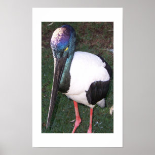 The Eyes That Follow Australia Colour Photography Poster