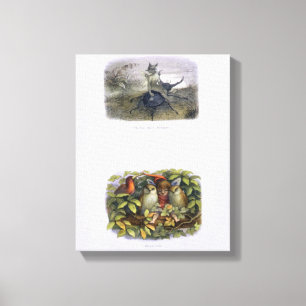 The Fairy Queen's Messenger, and Elf and Owls, ill Canvas Print