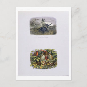The Fairy Queen's Messenger, and Elf and Owls, ill Postcard