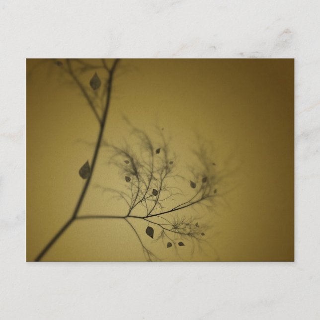 The Fall Tree Postcard (Front)