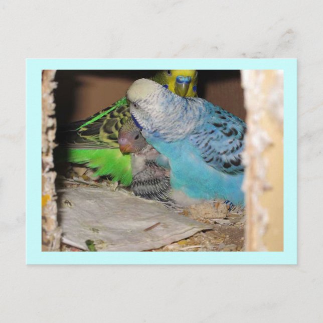 The Family Postcard (Front)