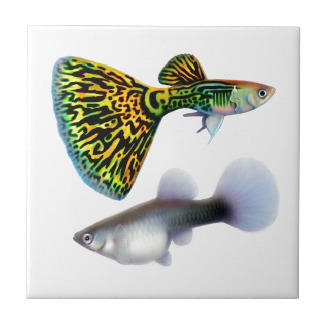The Fancy Fantail Guppies Tile (Front)