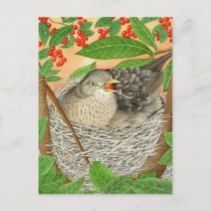 The Female Blackbird Postcard