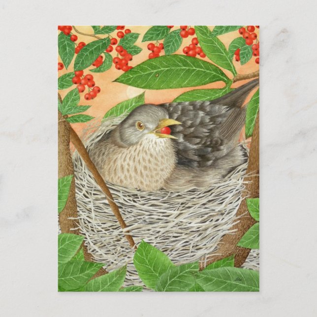 The Female Blackbird Postcard (Front)