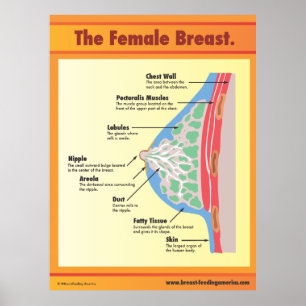 The Female Breast Poster