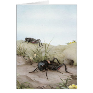 THE FIELD CRICKET