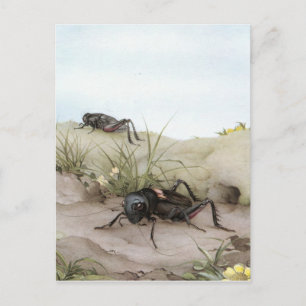 THE FIELD CRICKET POSTCARD