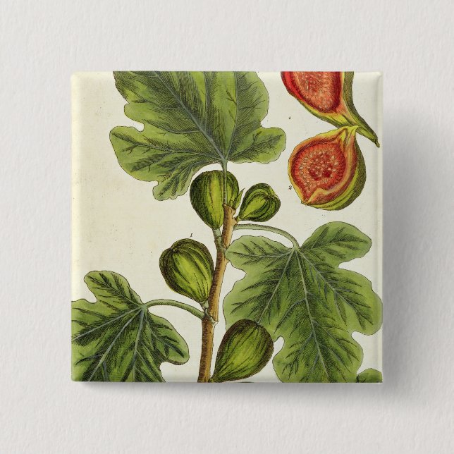 The Fig Tree, plate 125 from 'A Curious Herbal', p 15 Cm Square Badge (Front)