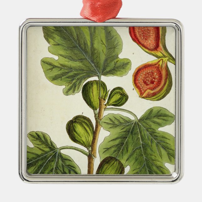 The Fig Tree, plate 125 from 'A Curious Herbal', p Metal Tree Decoration (Front)