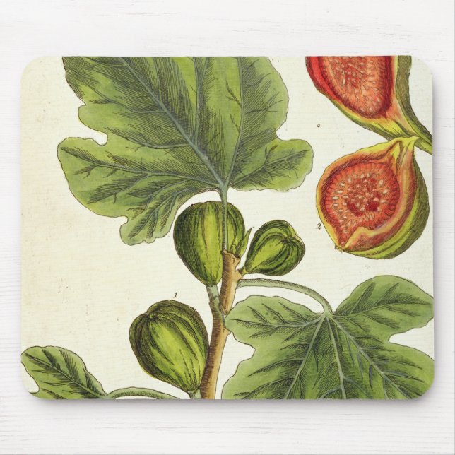 The Fig Tree, plate 125 from 'A Curious Herbal', p Mouse Mat (Front)
