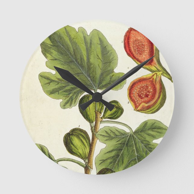 The Fig Tree, plate 125 from 'A Curious Herbal', p Round Clock (Front)
