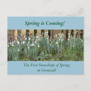 The First Snowdrops of Spring in Cornwall Postcard