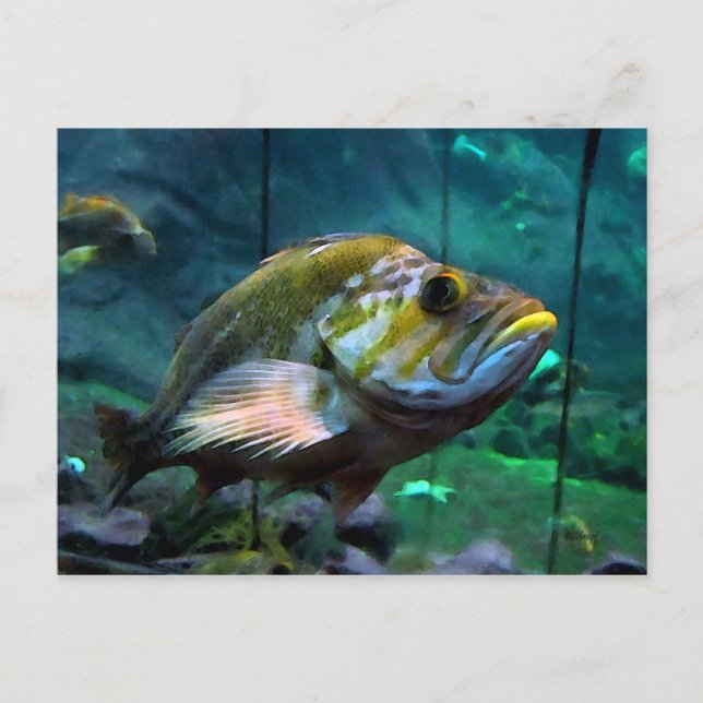 The Fish Postcard (Front)