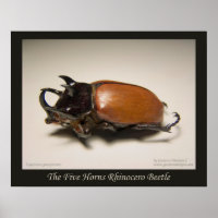 The Five Horns Rhinocero Beetle