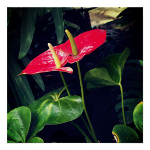 The Flamingo plant Poster