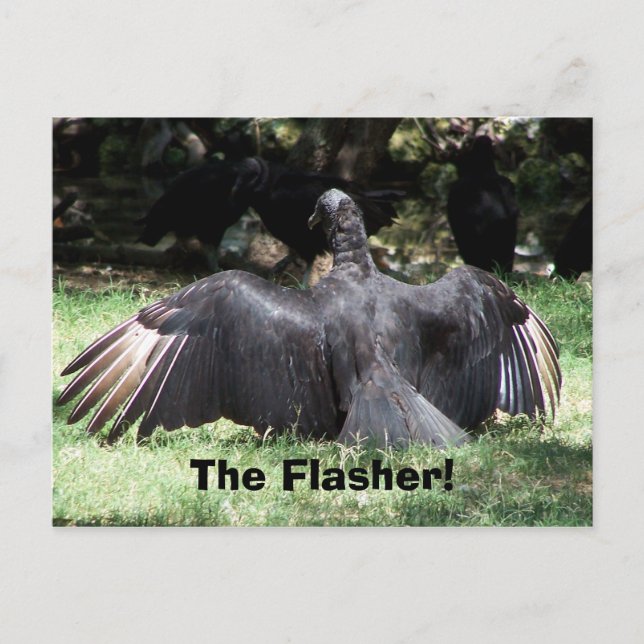 The Flasher! Postcard (Front)