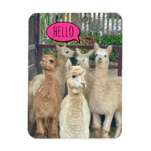 The Flock of llamas say Hello on Invitations Magnet