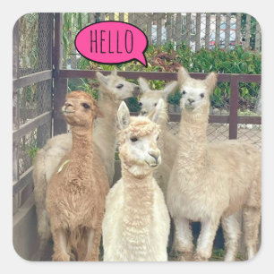 The Flock of llamas say Hello on stickers