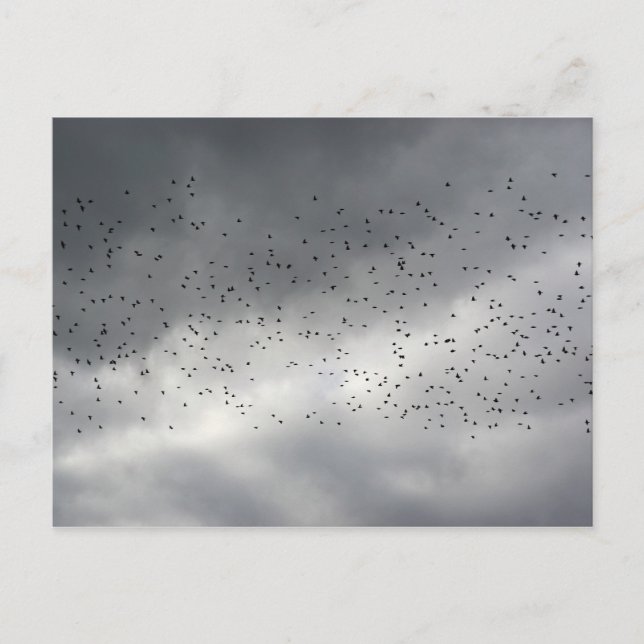 The Flock Postcard (Front)
