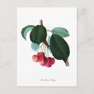 The Florence cherry Postcard