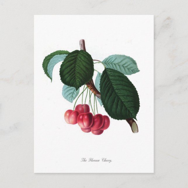The Florence cherry Postcard (Front)