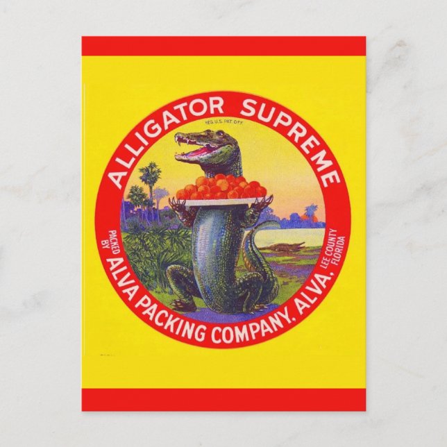The Florida Alligator Supreme Postcard (Front)