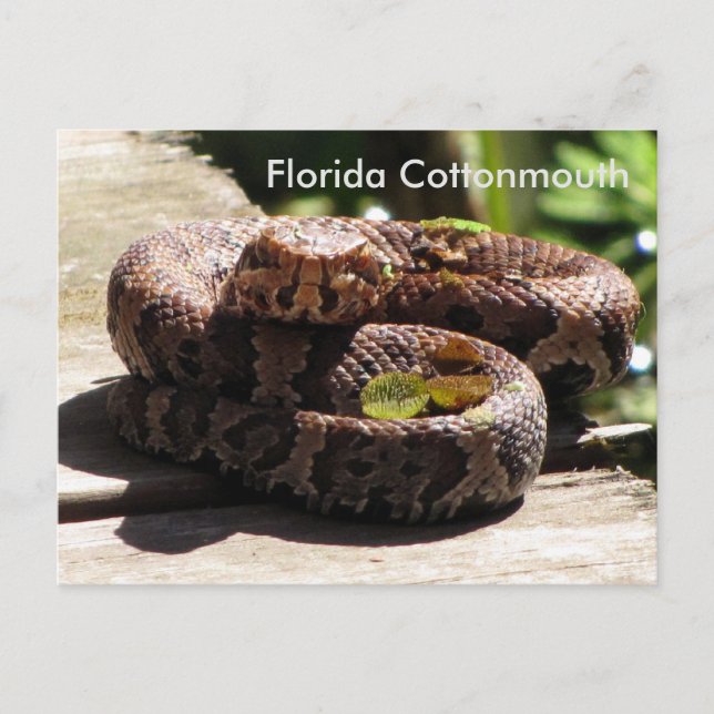 The Florida Cottonmouth - Learning Postcard (Front)