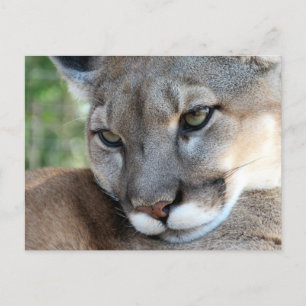 The Florida Panther - Learning Postcard