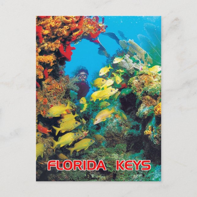 The Florida Reef in the Florida Keys Postcard (Front)